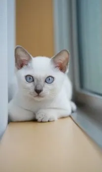K.O 様のお迎えした子猫
