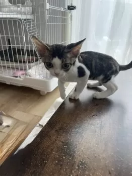 Y.M 様のお迎えした子猫