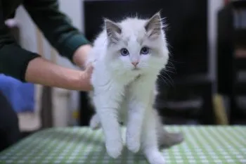 エンドゥ 様のお迎えした子猫