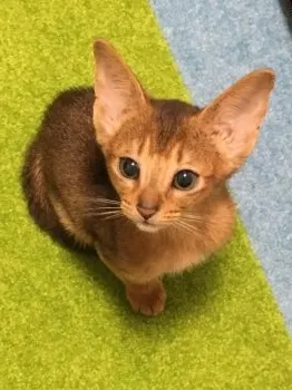 マーキュリー 様のお迎えした子猫