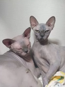 Y.W 様のお迎えした子猫