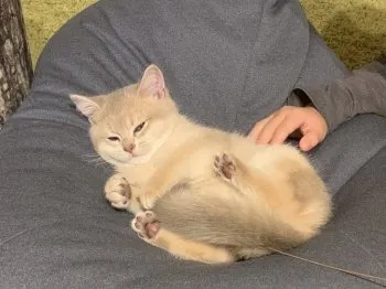 ミチ 様のお迎えした子猫