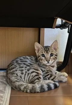 たかさん 様のお迎えした子猫