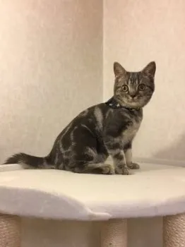 福田 様のお迎えした子猫
