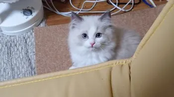 ジョン 様のお迎えした子猫