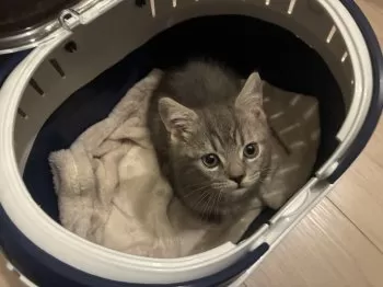 だいすけ 様のお迎えした子猫