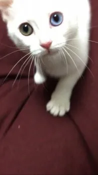 ハチワレ 様のお迎えした子猫