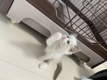 H.N 様のお迎えした子猫