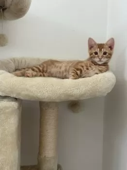 M.K 様のお迎えした子猫