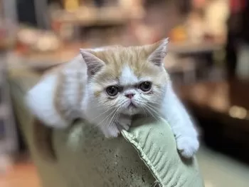 Y.K 様のお迎えした子猫