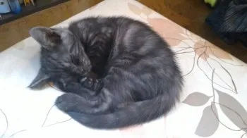 れん 様のお迎えした子猫