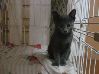 Ｅ-NO 様のお迎えした子猫