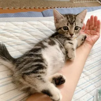 いんぐ 様のお迎えした子猫