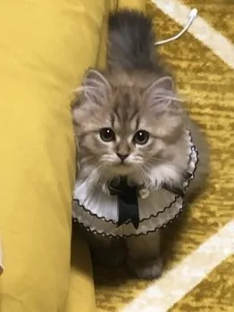 シー君 様のお迎えした子猫