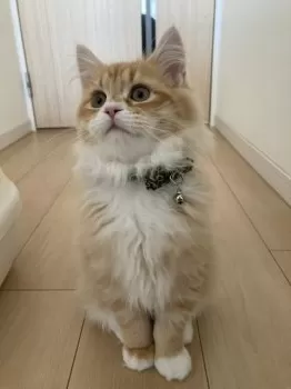 tetsu.n 様のお迎えした子猫
