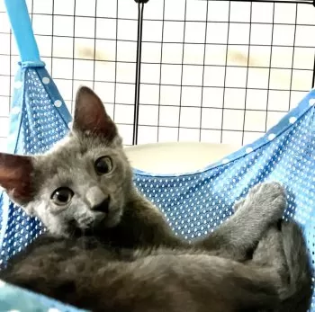 チャイ 様のお迎えした子猫