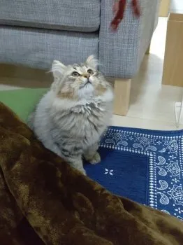 Y.Y 様のお迎えした子猫