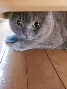 T.O 様のお迎えした子猫