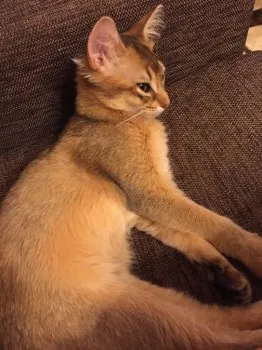 はたはた 様のお迎えした子猫