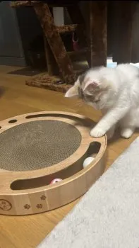 ぷりんくん 様のお迎えした子猫