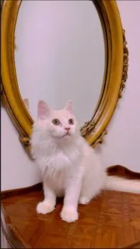 Mari&Rin 様のお迎えした子猫