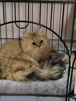 M.H 様のお迎えした子猫