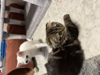 R.Y 様のお迎えした子猫