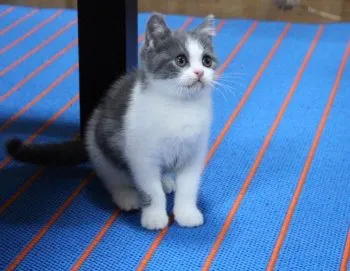 かん 様のお迎えした子猫