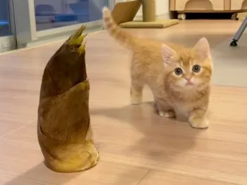 のこ母 様のお迎えした子猫
