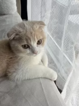 M.S 様のお迎えした子猫