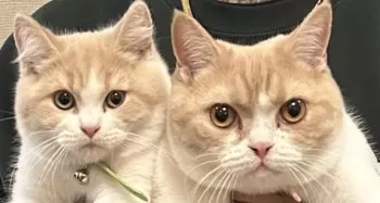 R.H 様のお迎えした子猫
