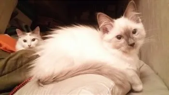 理江ちゃん 様のお迎えした子猫