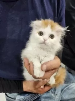 M.n 様のお迎えした子猫