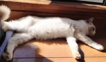 hiro 様のお迎えした子猫