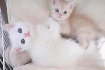 Y.F 様のお迎えした子猫