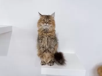 こころママ 様のお迎えした子猫