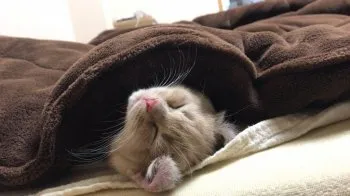 耳カール 様のお迎えした子猫