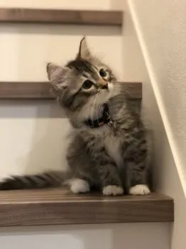 ぼんパパ 様のお迎えした子猫