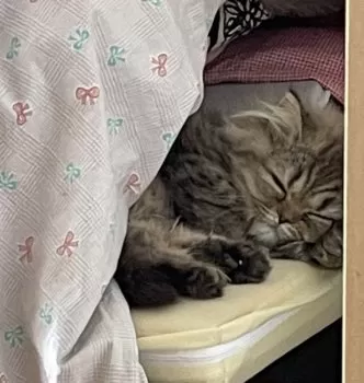 T.Y 様のお迎えした子猫