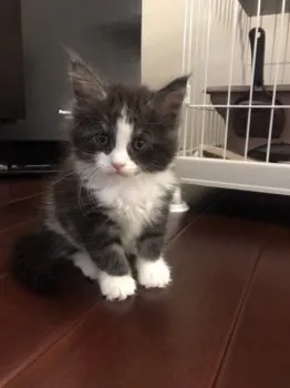 K.T 様のお迎えした子猫