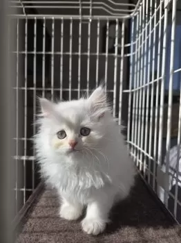 N.H 様のお迎えした子猫