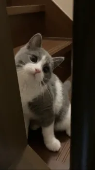 K.H 様のお迎えした子猫