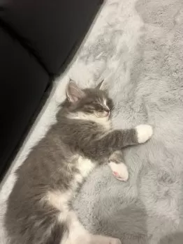 K.T 様のお迎えした子猫