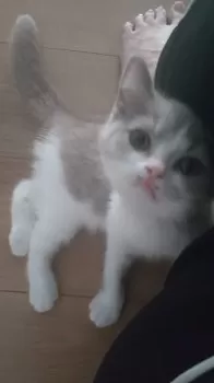 ともこ 様のお迎えした子猫