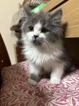 タカコ 様のお迎えした子猫