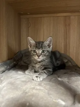 M.S 様のお迎えした子猫