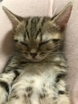 ひじり 様のお迎えした子猫