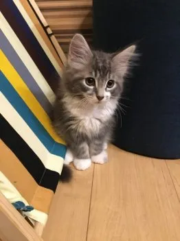 はしもと 様のお迎えした子猫