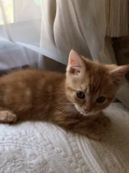 フォスちゃんママ 様のお迎えした子猫