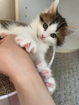 M.S 様のお迎えした子猫